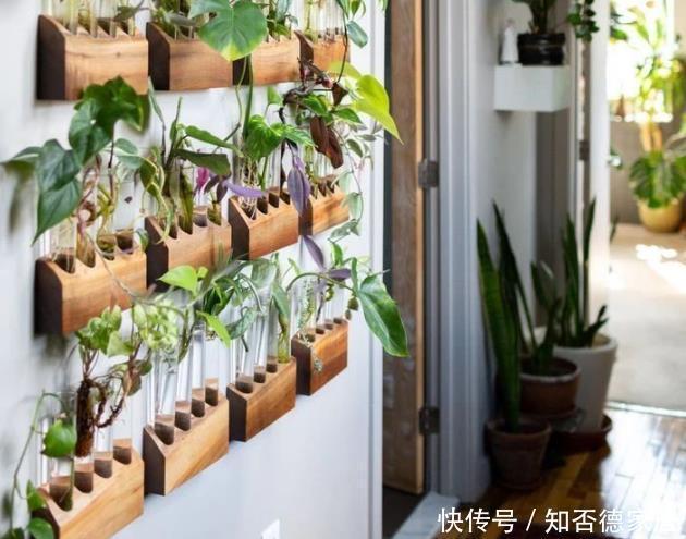 室内空气干就盆栽这3款植物 堪称天然加湿器 谁先养谁多受益 快资讯 室内空气干就盆栽这3款植物 堪称天然加湿器 谁先养谁多受益 快资讯