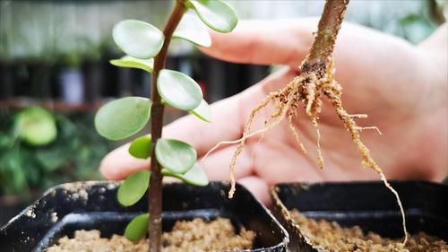 扦插一根枝，修修剪剪，一年长成“悬崖桩”，价值翻几倍