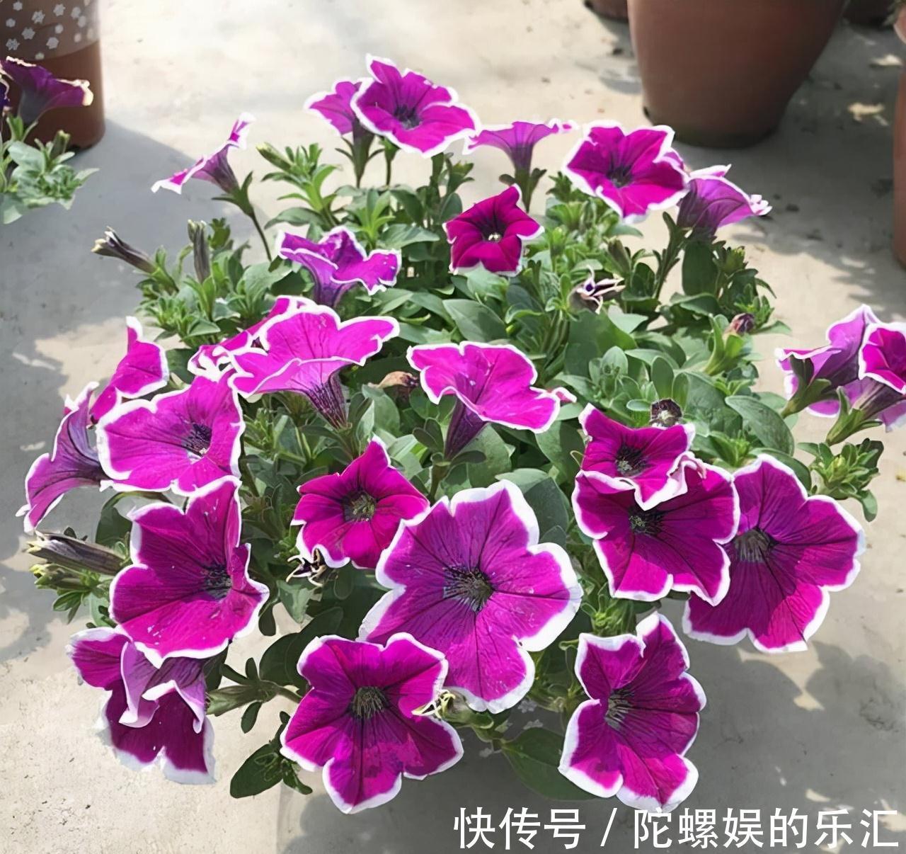 农历九月十八霜降后，养什么花？家里养3种花，年逢盛世寿赛苍松