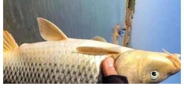 野钓板鲫从不打窝,照样连竿上鱼,学会这些“神操作”