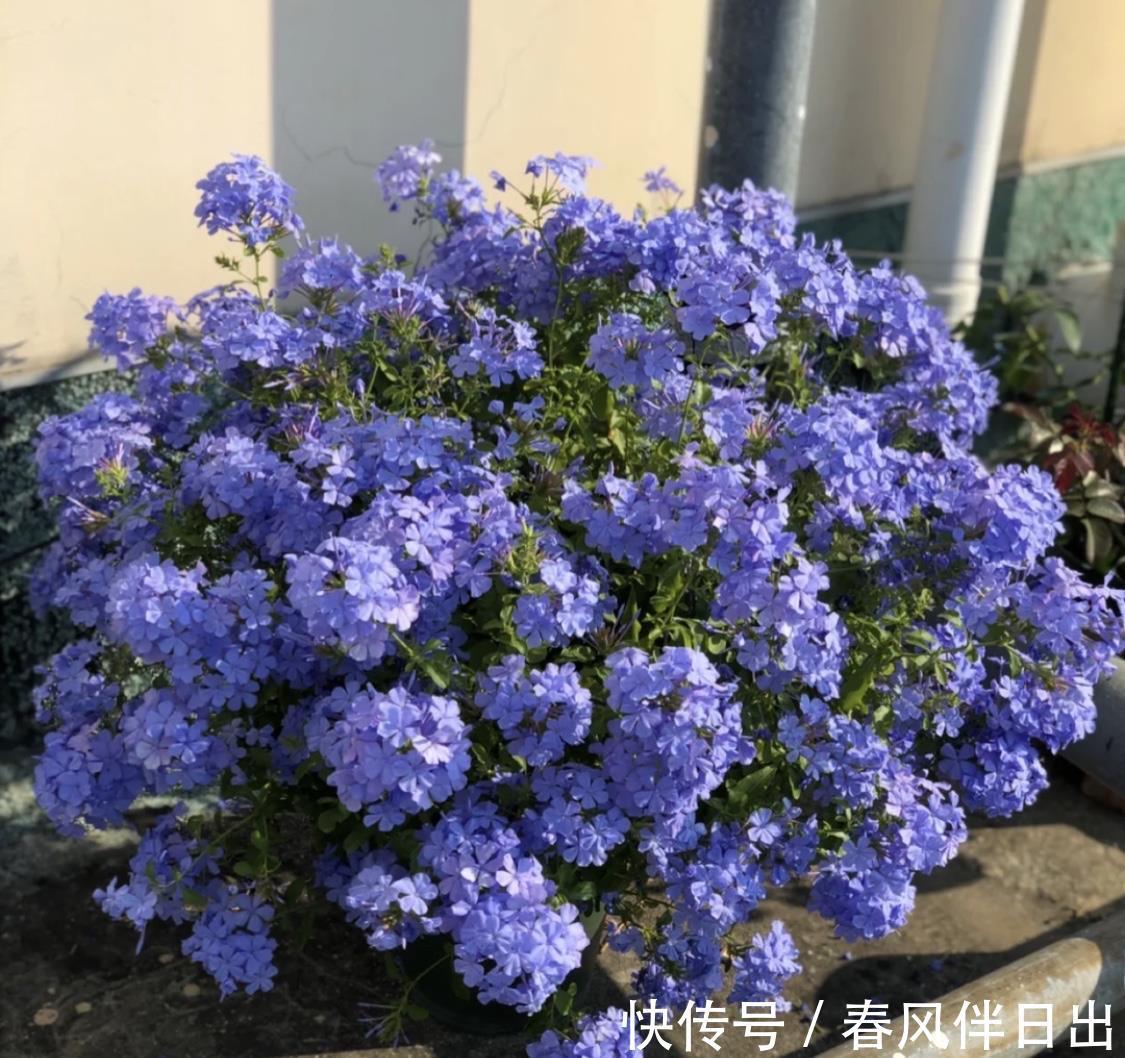 残花|夏天的蓝雪花,做好3件小事,开花多十倍,清新美丽