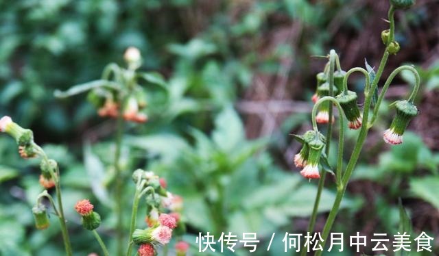 茼蒿菜|乡下有1种味道怪异的野菜,曾是革命时期的救军粮,你吃过吗!