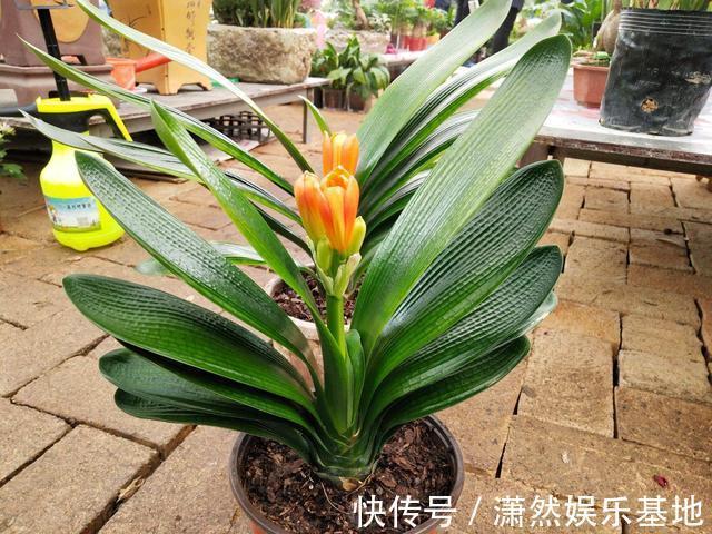 张大爷养的君子兰，一年能开2次花，把他的方法毫无保留地分享