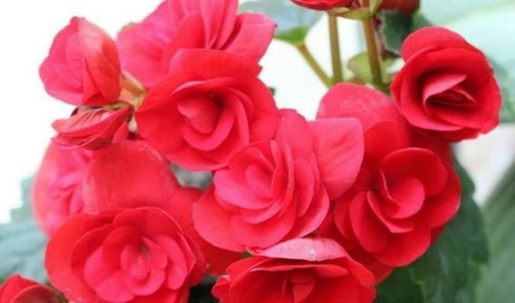 4种花一养就养爆,开花不断,花朵多又艳,直接变成小花园