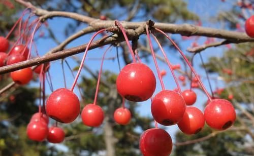  排毒|女性到了中年，推荐吃3种食物，排毒杀菌，降压减脂，增强体质