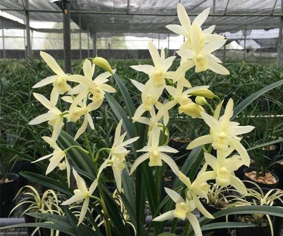 养兰花一年365天不偷懒,天天有花开,开到你不想要