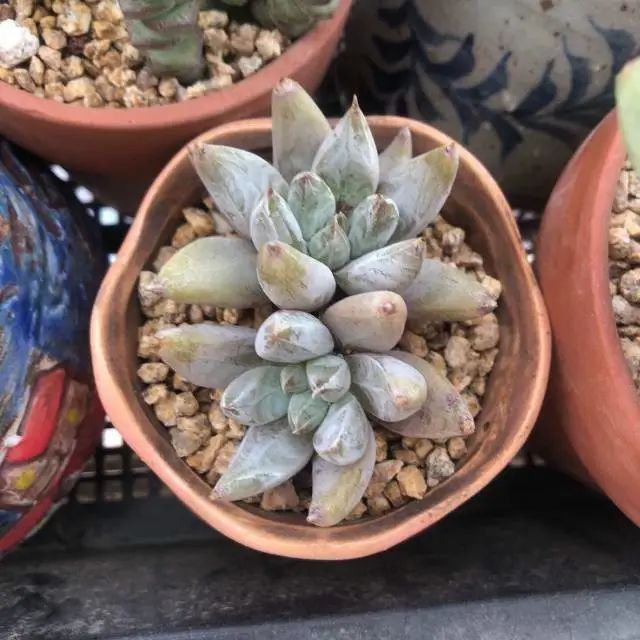 养成一个爱好的重要性和一个养肉人的日常！