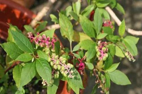 重症监护室|不熟悉的野菜不要碰,挖野菜住进了ICU,都是野生天麻惹的祸!