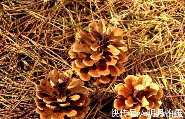 松针土|养花配土,路边捡“天然酸性土”,稍加处理,秒变“万能营养土”
