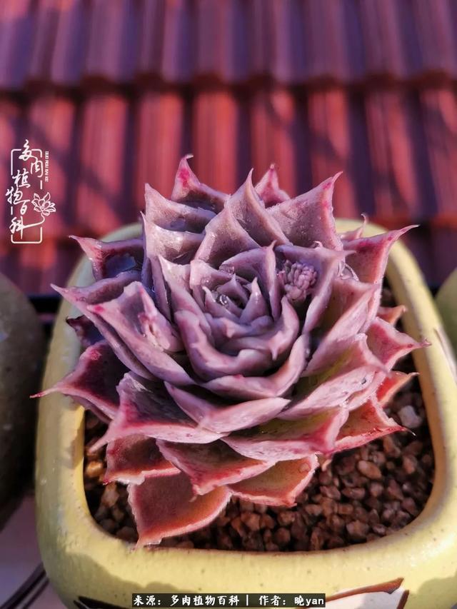 养多肉近四年,一路的走来,阳光总在风雨后!