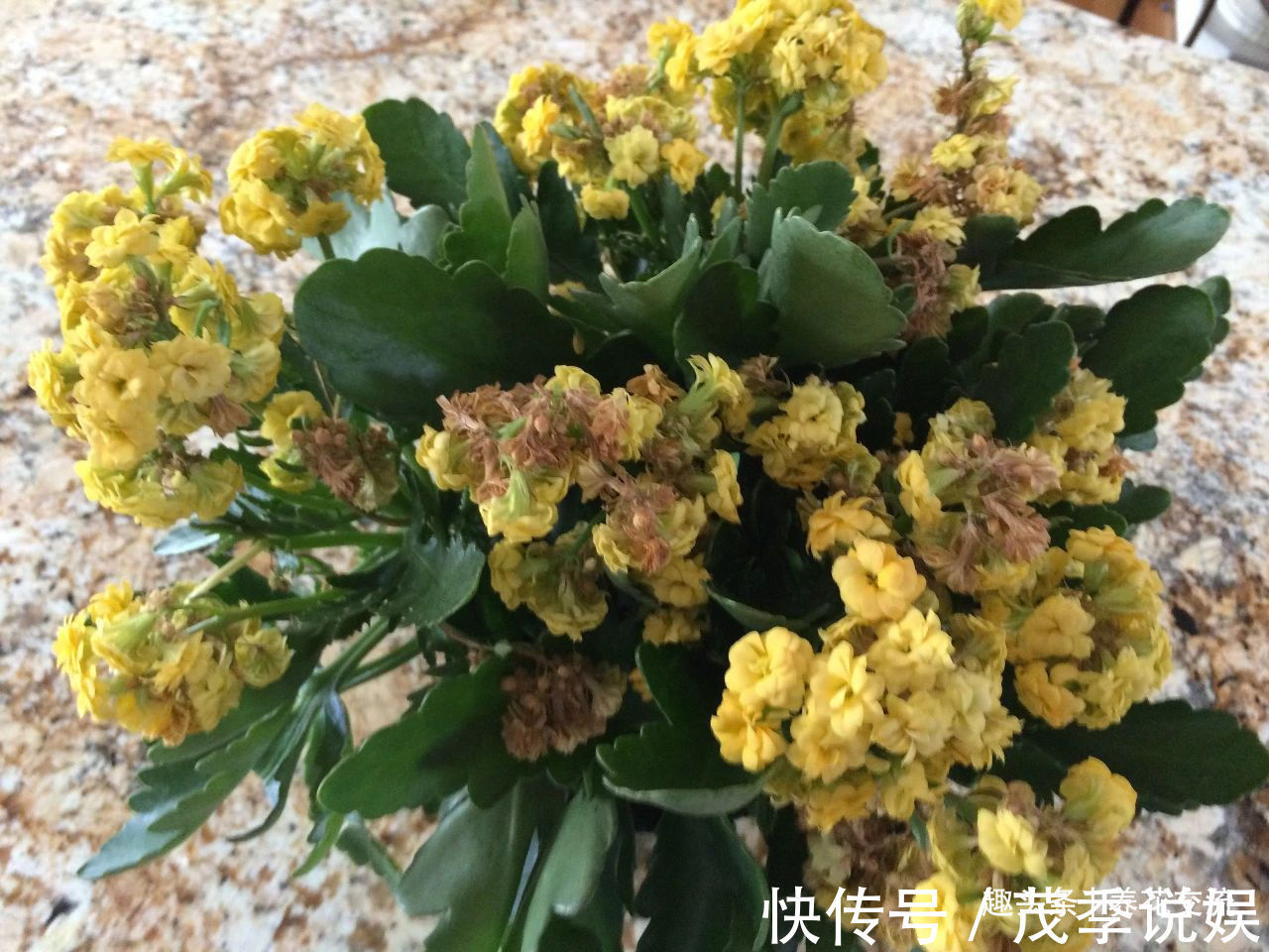 盆栽|室内盆栽长寿花开花指南,光照比肥料还重要,想要复花要学会修剪