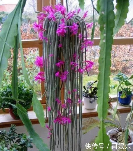 此花养家里,比蟹爪兰还漂亮,一年长2米,开成瀑布花,美翻了