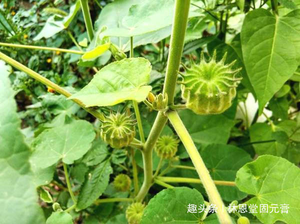 苘麻子|农民叫“磨盘草”,全身都是“宝”,还能用来榨油,100元一斤