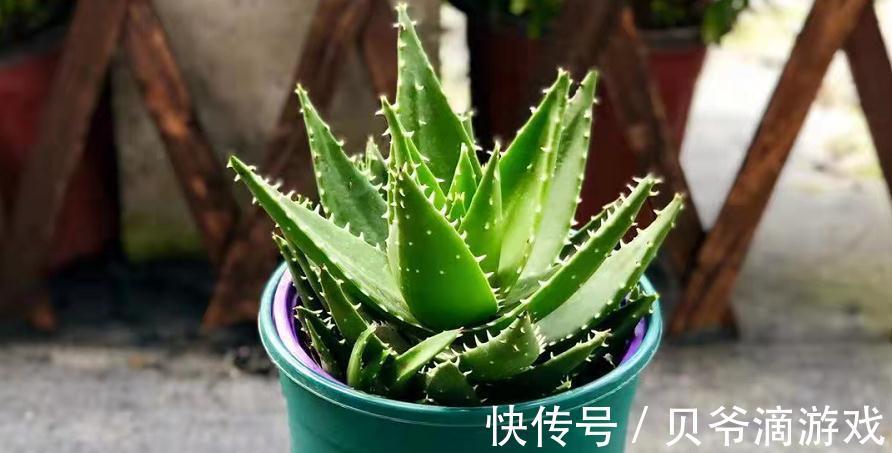 该怎么种植“家庭小药箱”芦荟?多注意4点,茎叶肥美多汁
