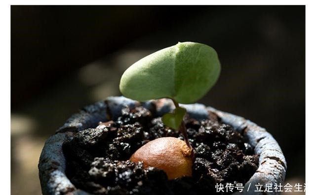 长相奇葩,多肉里的另类~!