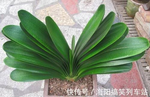 君子兰长得慢、不开花?2种肥扔盆里,注意几点,轻松开爆盆