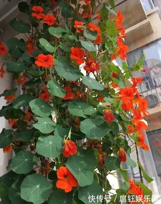 此花叶子像“小荷叶”，长起来比绿萝还快，一年开花6个月