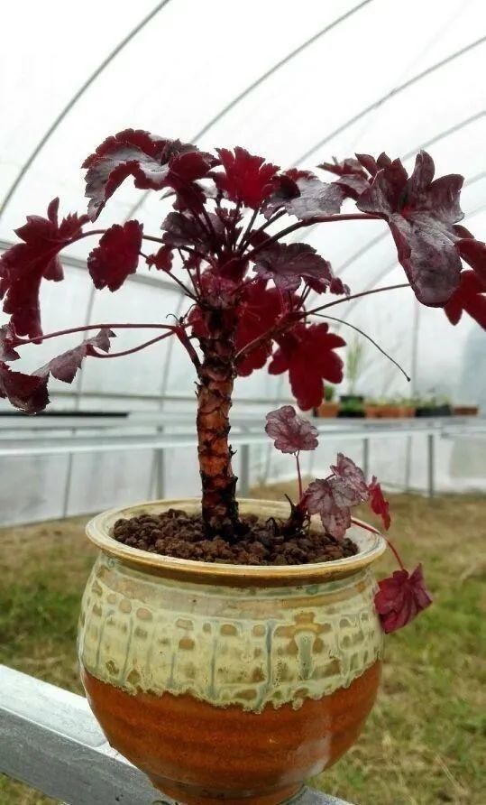 虎皮兰,红掌,吊兰养成老桩,变成大树,真壮观