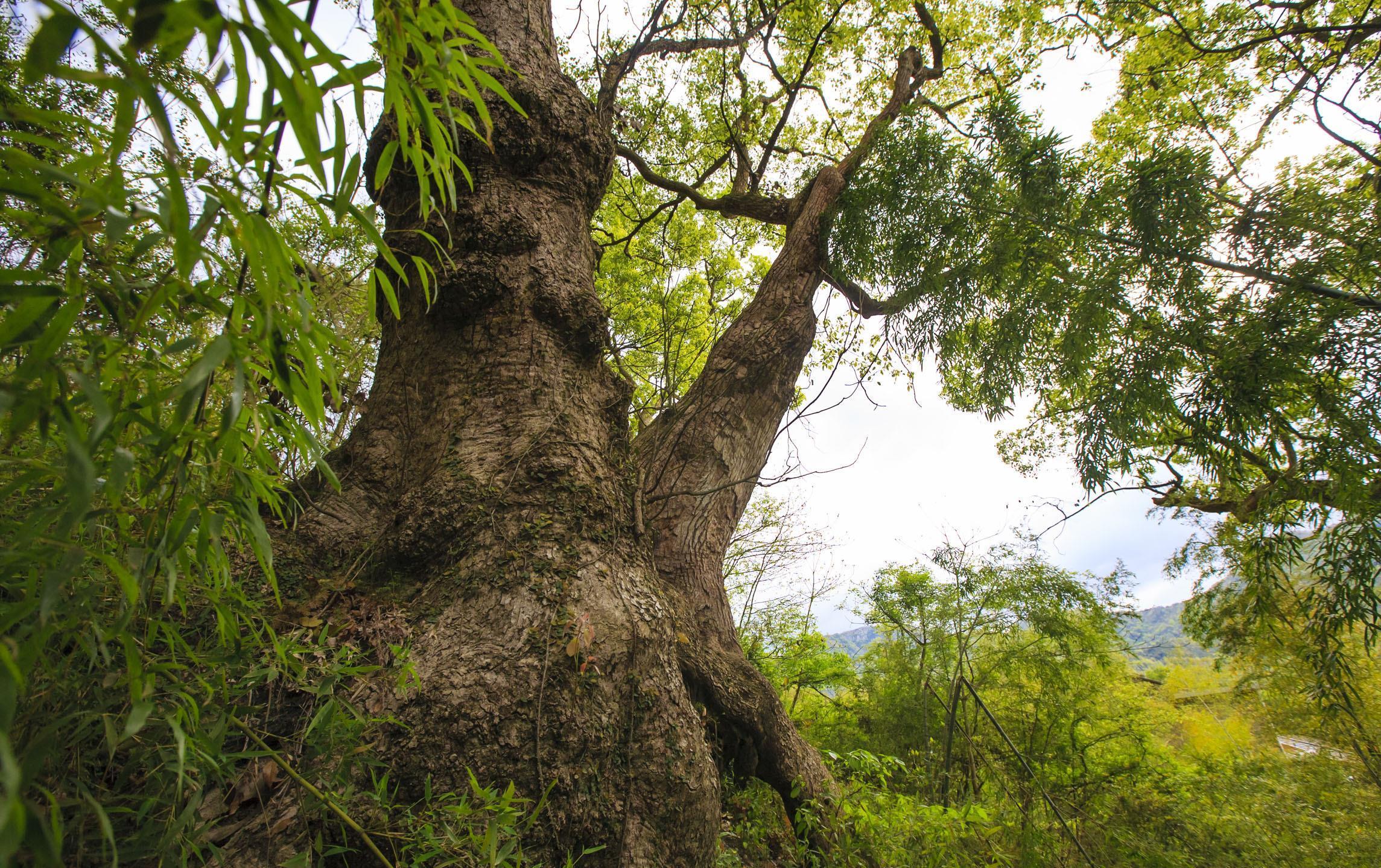 世界古树|伏天氏:叶伏天控制神甲大帝参战,最担心发生哪些问题?
