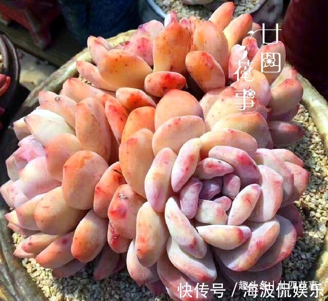 9种花,12月要“控水、断肥”,不注意烂根黄叶,活不到开春