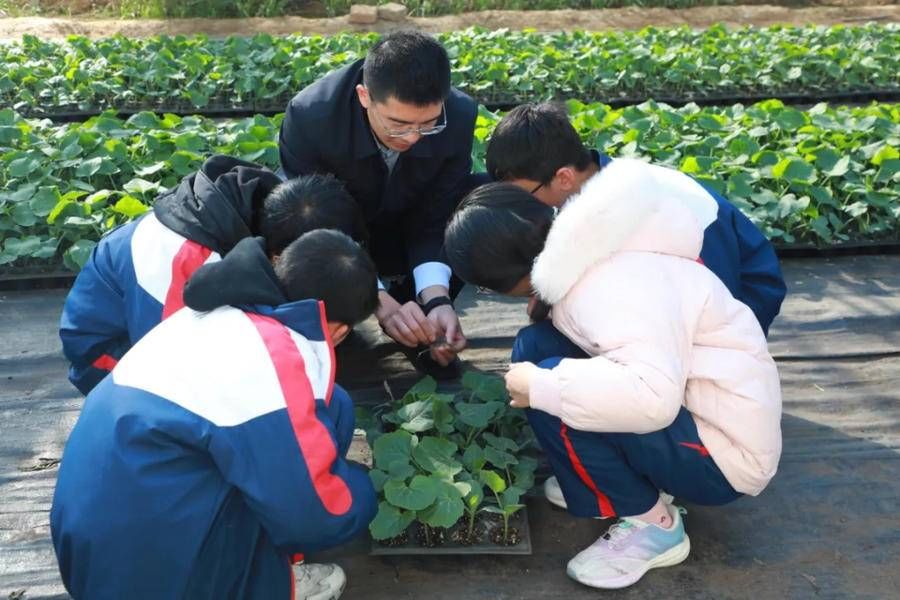 孩子们|农业大棚变学堂，昌乐二中开展西瓜嫁接课程