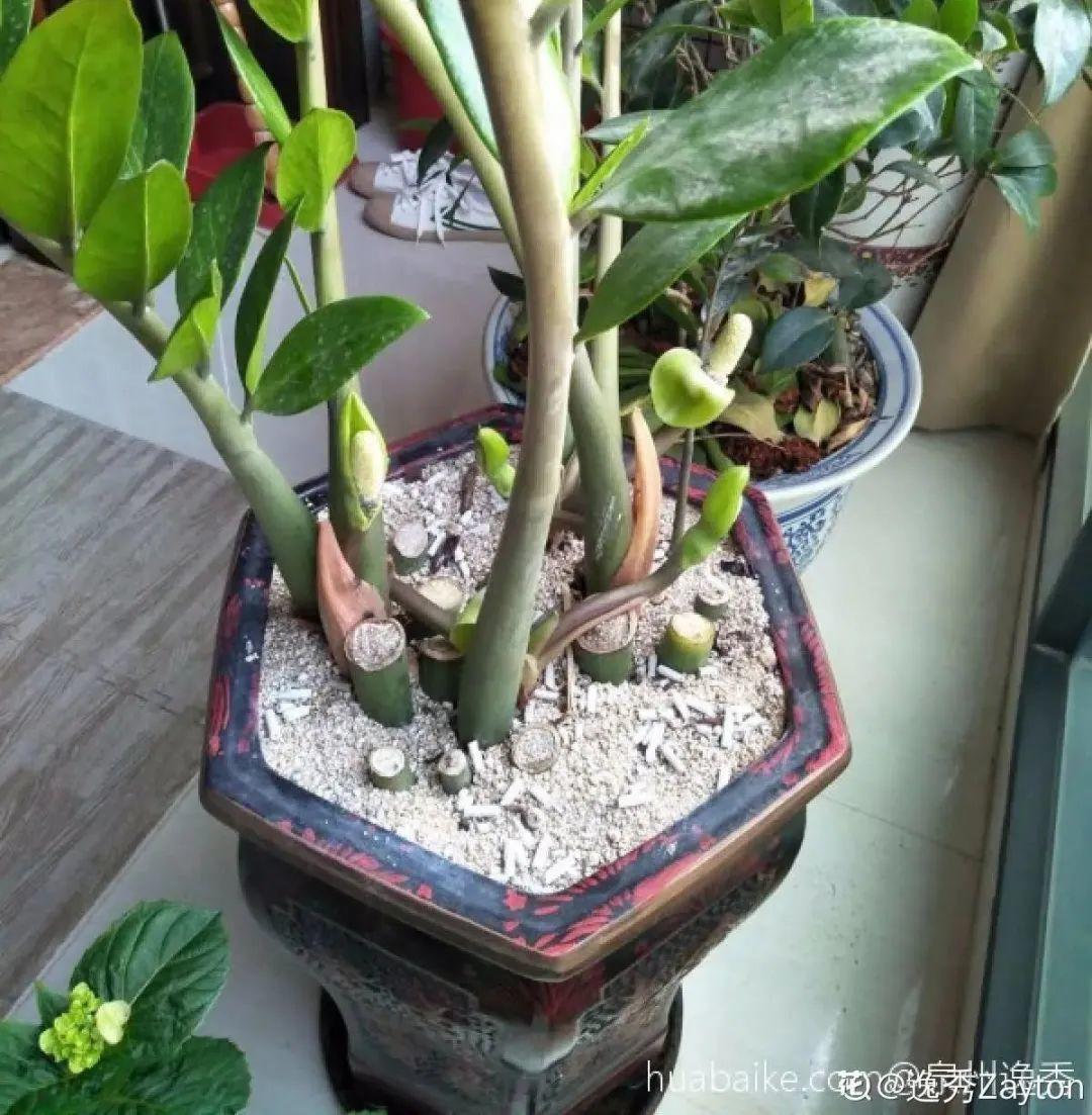 虐着养的花,剪成秃子,半月不浇水,呼呼开花