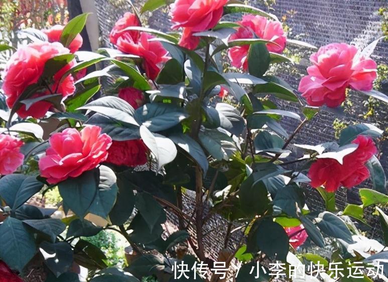 茶花上市了,买回家不会养,做好4件事,不掉花苞,好养活