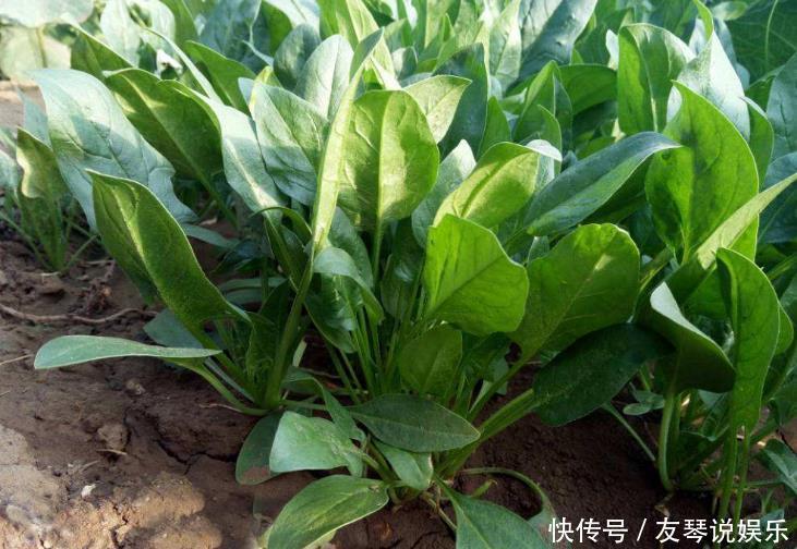 农村这野菜被称为“营养模范生”,养血止血,纯野生有钱买不到!