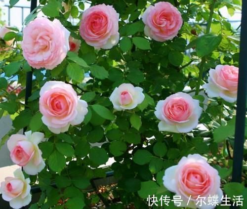 花卉|去闺蜜家发现，院子里没有一处空地，遍地是花卉，做法好高级