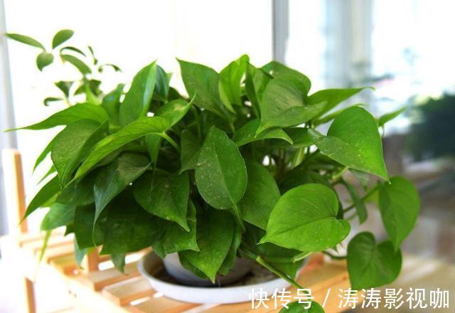 溶液|药片过期不知道该怎么处理养花就用上它们,可一举两得