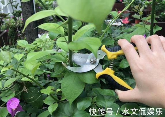 小黑屋|早秋,盆栽三角梅开花数量少了、个头小了怎么办抓牢4点足以