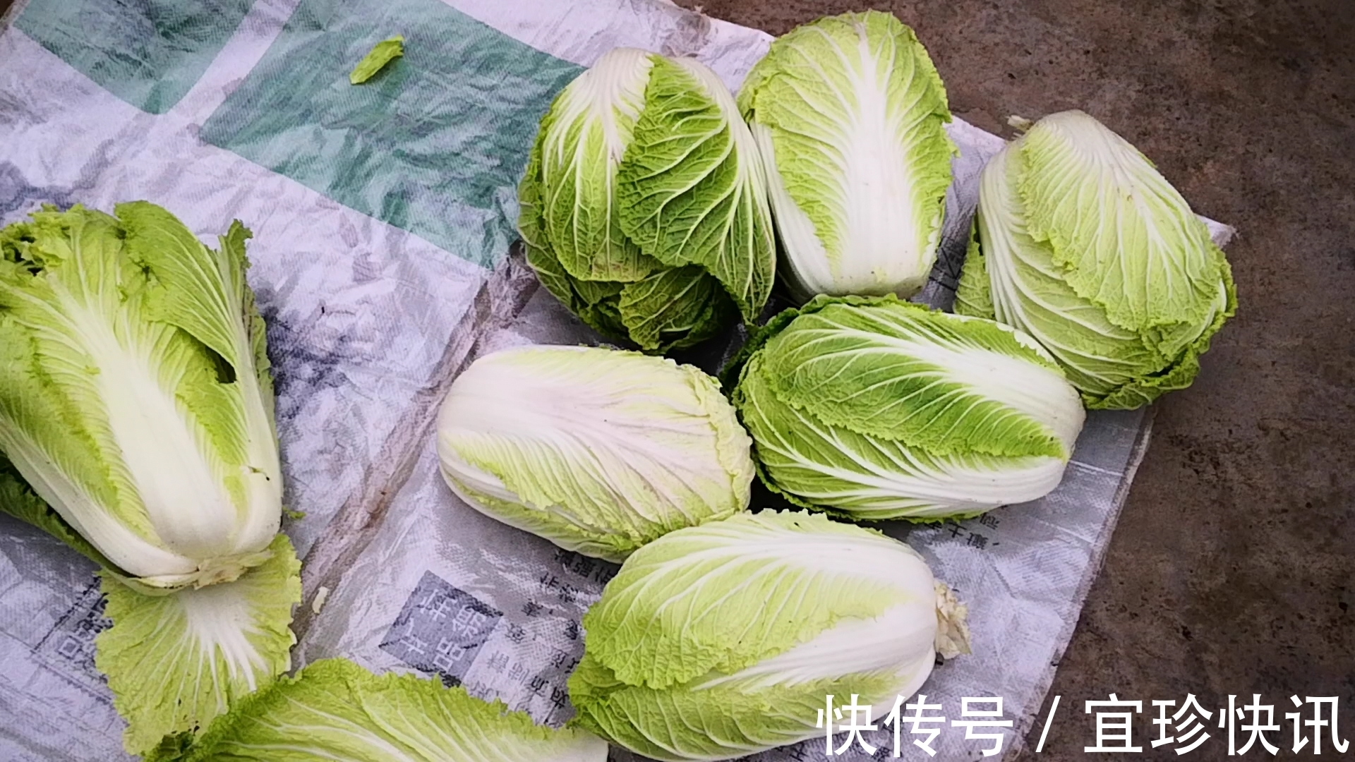 腌酸菜时,最忌直加盐腌,多加1步,酸香味浓郁,放1年都不坏!