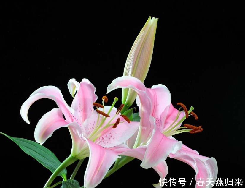 强瞿|此花超凡脱俗,矜持含蓄深受世界人民喜爱,有着财富高贵的象征