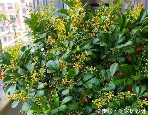 球兰球兰|养花就养4种花，好养易活花量大，养上一盆四季欣赏，好养还不贵