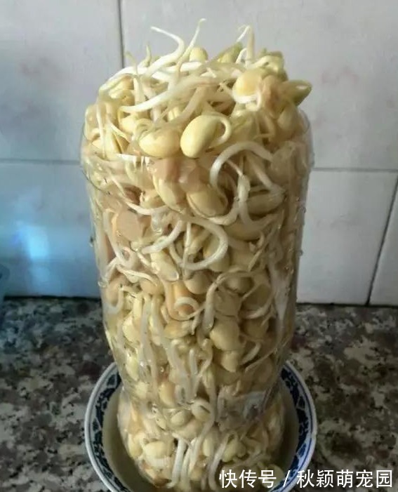 阳台最适合种“4种菜”,7天就上桌,漂亮又好养,吃完一茬又一茬