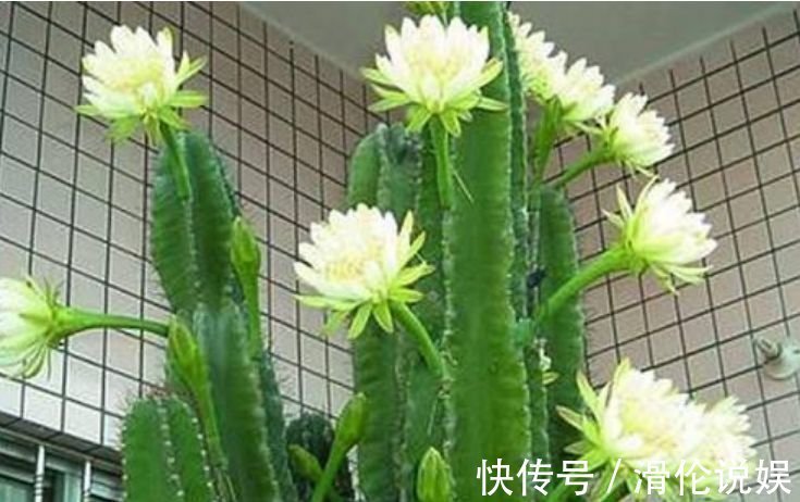 红掌|聪明人都养4种花,镇宅旺财添富贵,缓解眼部疲劳,还防辐射!