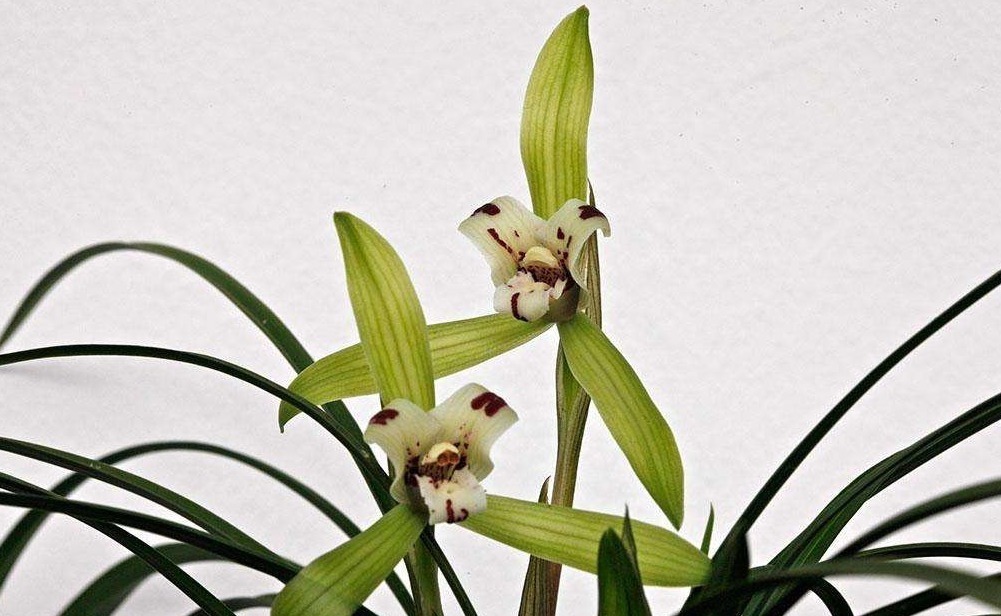 化肥|兰花施肥,用“不花钱”的肥料,植株旺盛,开花开的多