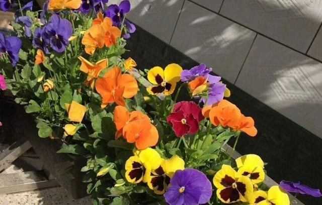 小花匠养花不死问了才知道,他只用“1种土”,难怪花都长爆了