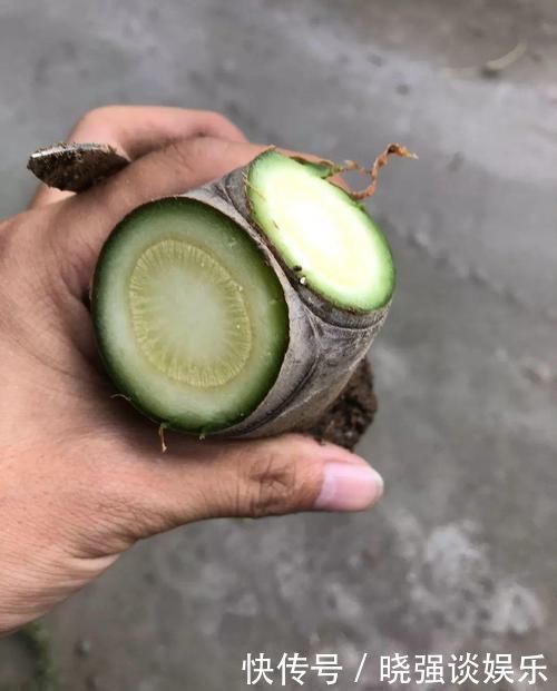 大腿|养了20年的玉树,杆子比大腿还粗,满树白花跟下雪了一样