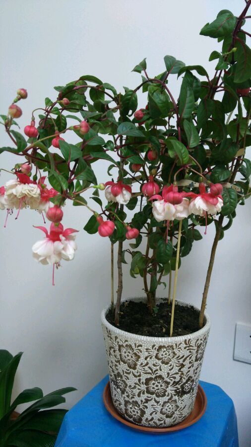 观赏价值|4种花漂亮又好养，比牡丹好看，给点水就疯长，太好养