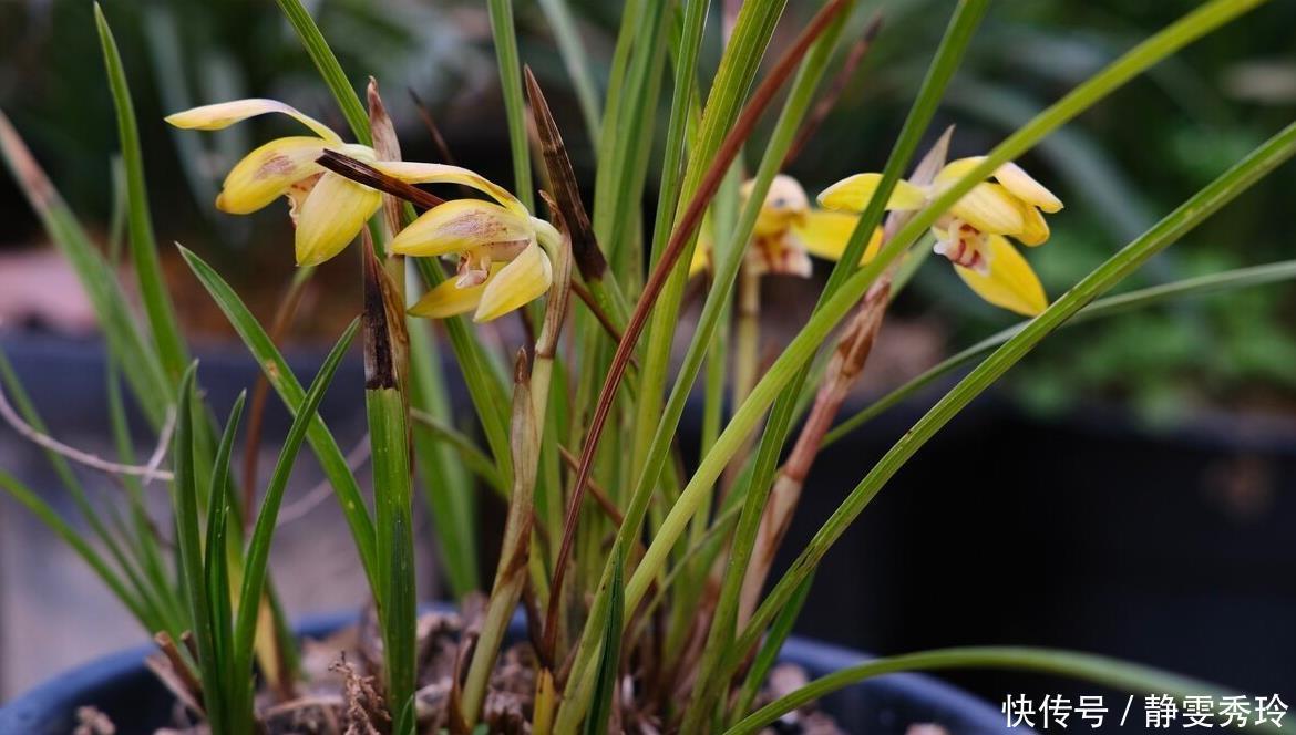 干枯|兰花翻盆：两花不翻、两水不浇、两肥不施，你做对了吗