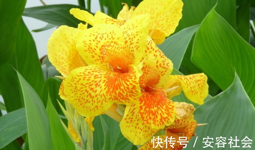 女人|“狐狸精”转世的三生肖,五官精致气质高雅,一生都不缺乏追求者