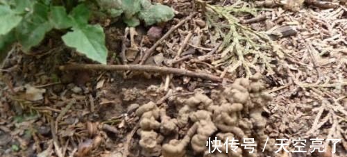 蚯蚓|1种不起眼的小东西，用来养文竹，四季不黄叶，蹭蹭冒新芽