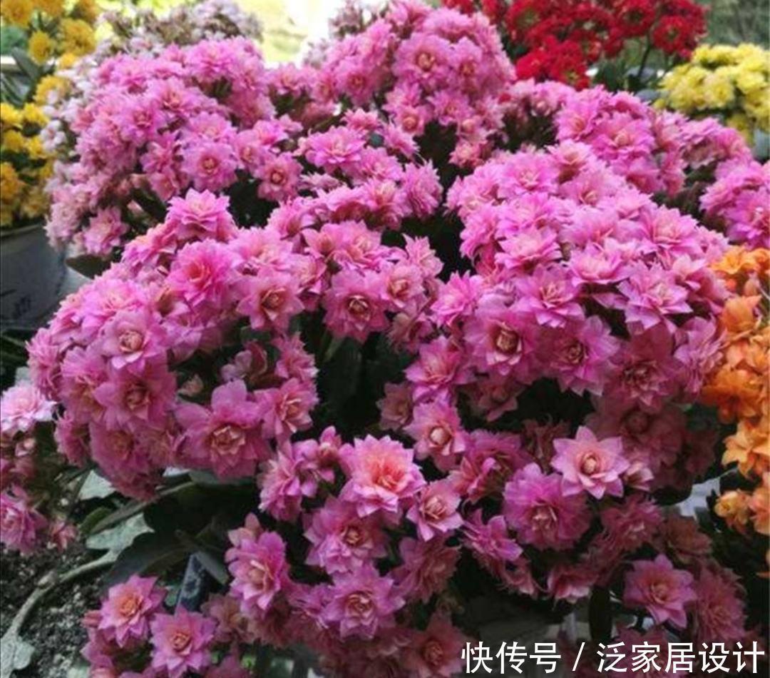 抓住春天扦插季,剪一个花枝,落地就生根,繁殖一堆小花苗