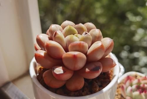 冬季给多肉补光的方式有哪些？建议露养为佳，无条件露养则使用补光灯