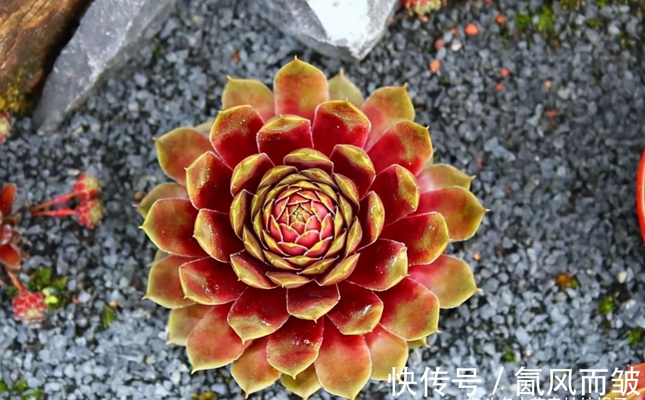 不是所有的多肉都可以叶插的,这16种叶插就很难成功,新手别费劲