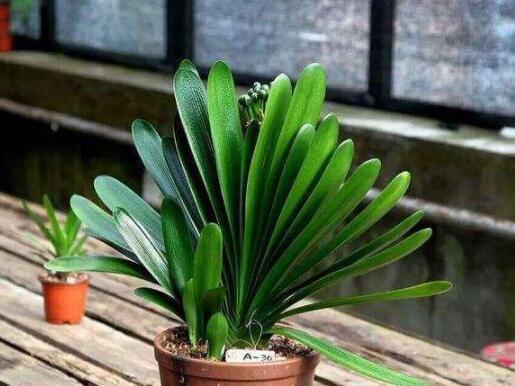 天气越来越凉，赶紧收集点“这东西”，泡泡就是生根水，插啥活啥