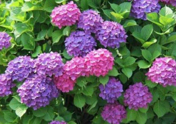 大花石竹大花石竹|夏天养此款花卉,春风吹开花旺,花色繁多易爆盆,娇艳欲滴