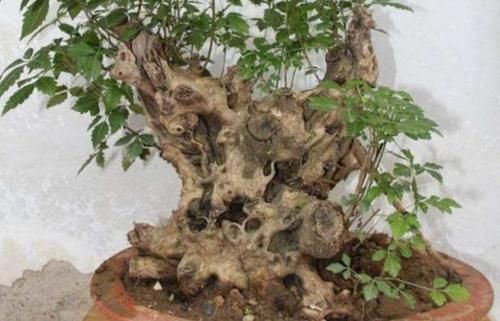 黄荆做盆景,掌握好几个细节,成活率高,观赏性强