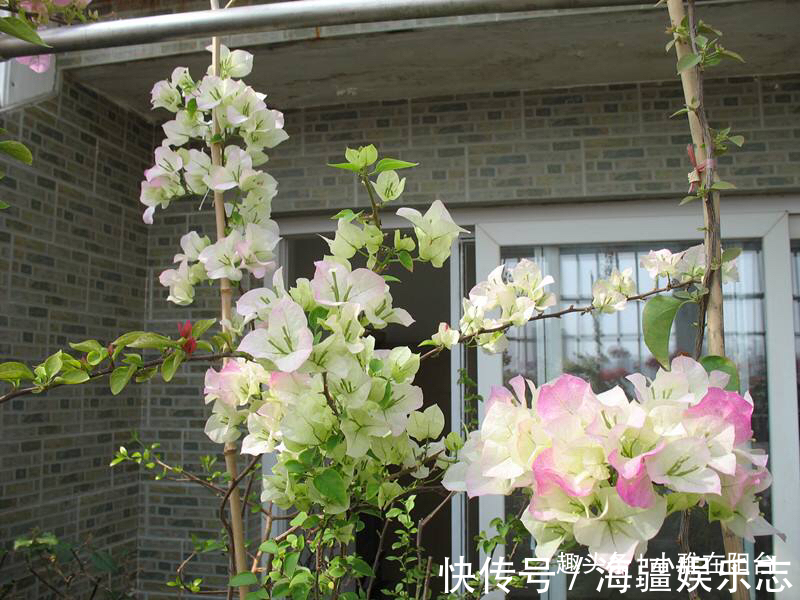 盆栽|养的三角梅，到8月还不开花原因有2个，给点肥晒一晒，猛开花